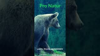 Pro Natur Bär