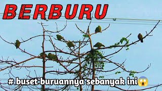 SIAPA YG GAK BETAH BURUANNYA SEBANYAK INI😱‼️// BERBURU PERGAM & PUNAI