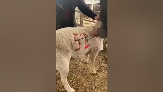 Stamps on sheep  🥵😱?#shorts #viral #viral