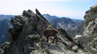 Argentera Cima Sud