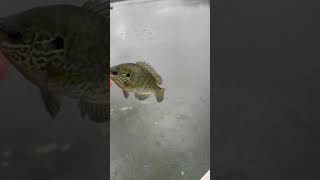 Nice Blue gill on live worms