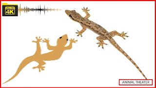 Lizard Gecko two Lizard Fight With Sound Video at Bambo សំលេងចីងចក់យំ Lizard Gecko  Little Animal