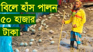 বিলে হাঁস পালন করে মাসে ৫০ হাজার টাকা লাভের গল্প | উন্মুক্ত হাস পালন | উদ্যোক্তা | uddoktar safollo