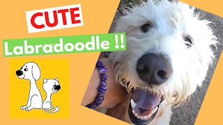 Fluffy cute dog! White Labradoodle! #shorts