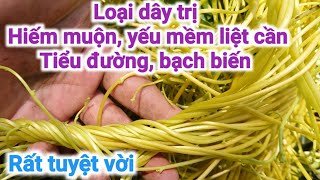 Hải tặng Loại dây trị yếu mềm liệt cần, hiếm muộn, tiểu đường, bạch biến. PHAN HẢI Vlog