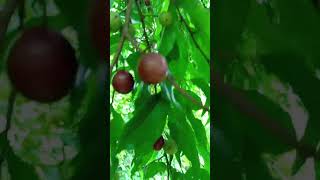 Seriales or sereli. A sweet and sour native fruit #viralvideo #subscribe #shorts