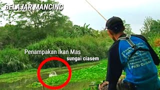 Belajar Mancing penampakan ikan mas liar