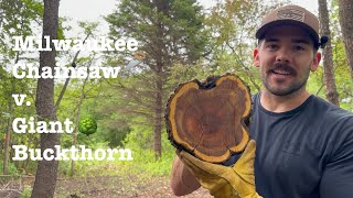 Milwaukee Chainsaw Versus | Giant Buckthorn