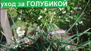 Правильная подкормка,полив ГОЛУБИКИ-отличный урожай.