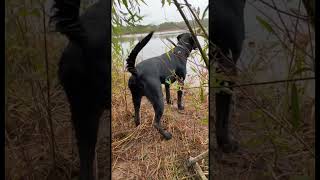 Do what you love, never work a day in your life. 🤷🏻‍♂️ #gundog #duckhunting #hunting #retriever