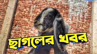 ছাগলেরা ভাল আছে || Purbasha Agro