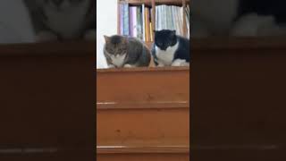 Cat Confusion