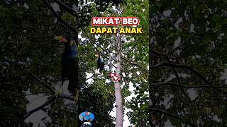 mikat burung beo masih kecil