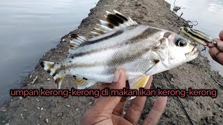 jossss ll casting pake umpan kerong- kerong ll malah dapet ikan kerong- kerong