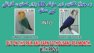 یہ جوڑا لگائیں اور ماہانہ 50 ہزار کمائیں  | EARN 50 THOUSAND PER MONTH 1 PIAR | AA BIRDS INFORMATION