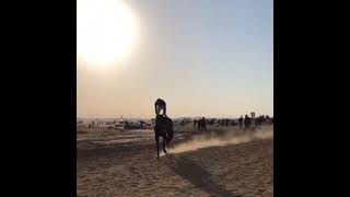 ماشاء اللّٰه 🔥 خيل نار 🔥خيل سرعه