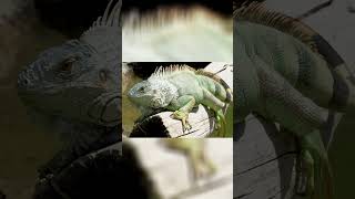 Iguana - Característica Física