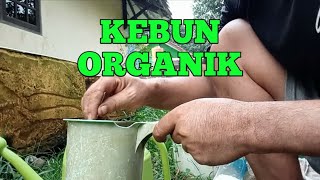 ternyata ini bahan sederhana untuk pembenah tanah bekas lahan cabai