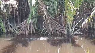 Salt water Crocodile  | tanjung puting national park