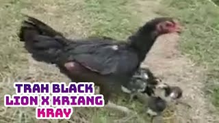 Ayam trah Legendaris black lion x kriangkray saat mandi pasir dikebun