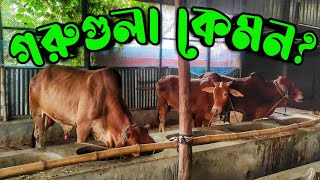 এক খামারের গরু দেখতে গেলাম || Purbasha Agro