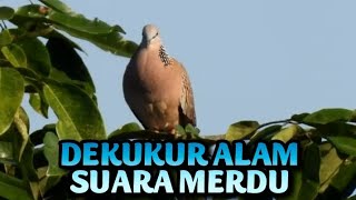 Anggungan dekukur alam lebih Abdhol untuk pancingan & hiburan #dekukur #burungdekukur