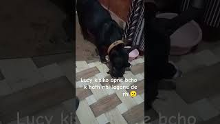 Lucy k puppies 1din k ho gye🫶 #pitbulldog #doglover#trending #pitbull