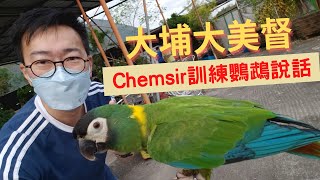 【香港旅遊】大埔大美督燒烤皇 Chemsir 訓練鸚鵡說話｜大美督｜大美督燒烤皇｜BBQ｜鸚鵡｜Parrot｜親子好去處｜香港好去處｜香港旅行｜親親大自然｜郊遊｜打卡景點｜Travel｜開字幕睇呀