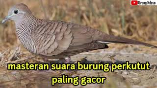 masteran suara burung perkutut pasti langsung nyaut