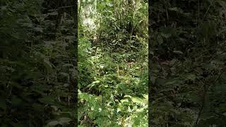 kupu-kupu sedang berpasangan yang indah sekali di hutan gunung kapur.