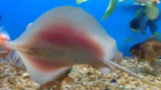 Freshwater Sting Ray