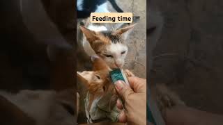 feeding time #vlog