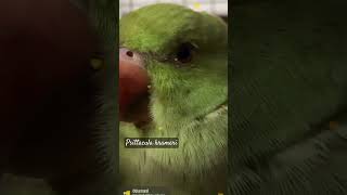 Rose-ringed parakeet (PARROT)🦜#parrot #roseringedparakeet #aves #birds #animalshorts #nature #eyes