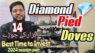 Diamond 💎 Pied Doves 14 Hazar k joray | Best Time to Invest 2024 season pairs