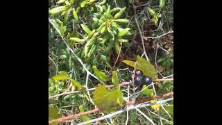 Wild Muscadines In South Florida