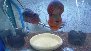 Flowerhorn with fertilizing eggs *LARGEST*