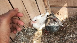 Baby pigeon new breed 2023 breeder pair Shauk MAsadbirds #shauk #bresderpair2023