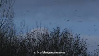 Crows at RSPB Lakenheath 10th January