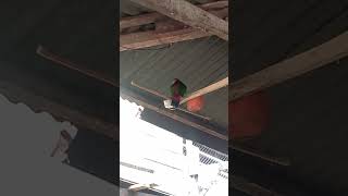 BURUNG NURI LUCU #burung #shortvideo #shorts #short