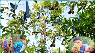 MULUT BURUNG PUNAI DI SORE HARI MAKAN BUAH MENGKIRAI.!! PUNAI NYA RAME