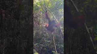 Orang utan ini paling lucu dan jail ges😂✌️#borneo #orangutan #shorts #video