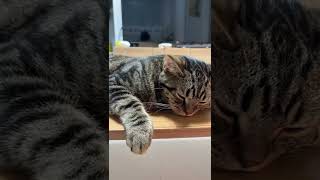 고양이 접힌 팔을 펴주면 어떻게 될까? #레오#아메숏#아메리칸숏헤어 #cat #catvideos #catlover