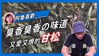 【香料QA#47】臭香臭香の甘松香｜麻辣鍋．滷水的祕方｜百草粉裡面也有他？｜味旅Spices Journey