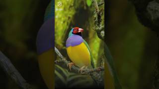 MOST BEAUTIFUL BIRDS ON EARTH | COLORFUL BIRDS | RELAXING SOUNDS | STUNNING NATURE | STRESS RELIEF