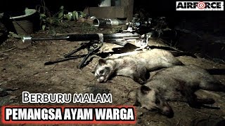 BERBURU MALAM || Pengendalian pemangsa ayam warga malam hari ||Berburu musang luwak