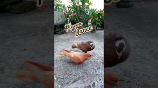 Pigeon dance with sound ❤️