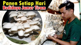 Peluang Budidaya 🍄 Jamur Tiram, Bisa Panen Setiap Hari!