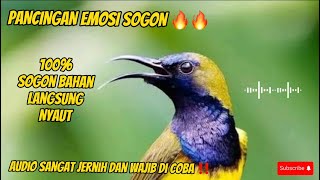 PANCINGAN EMOSI SOGON BAHAN || 100%SOGON BAHAN AUTO EMOSI 🔥🔥#masteranburung #sogontrotol #sogon