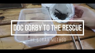 Doc Gorby To The Rescue | The Borax Method Part 2 - Gorby Exotics Vlog 39