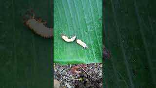 Beetle larvae#shorts#beetle.